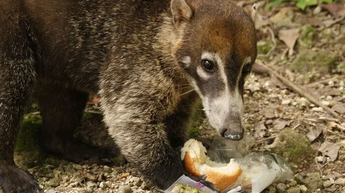 Der Nasenbär darf seine Nase nicht mehr in die Steiermark stecken