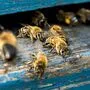 Bei den Bienenstöcken herrscht nach wie vor reges Treiben