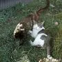 Auch sogenannte Bauernkatzen müssen kastriert werden