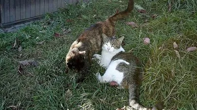 Auch sogenannte Bauernkatzen müssen kastriert werden