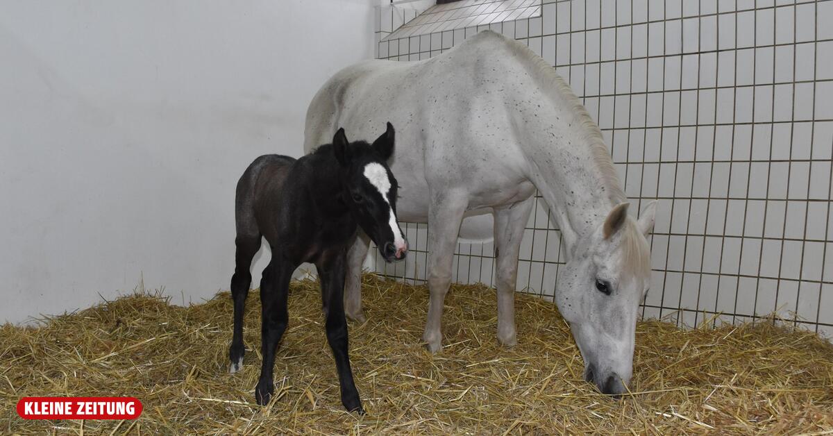 First foal of the year born at the Piber Lipizzaner stud farm