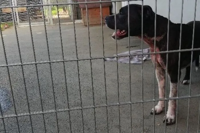 Bei einer Bissattacke durch einen Amercian Staffordshire Terrier im Tierheim Adamhof Straß werden zwei Mitarbeiterinnen schwer verletzt. Der Hund wird eingeschläfert.