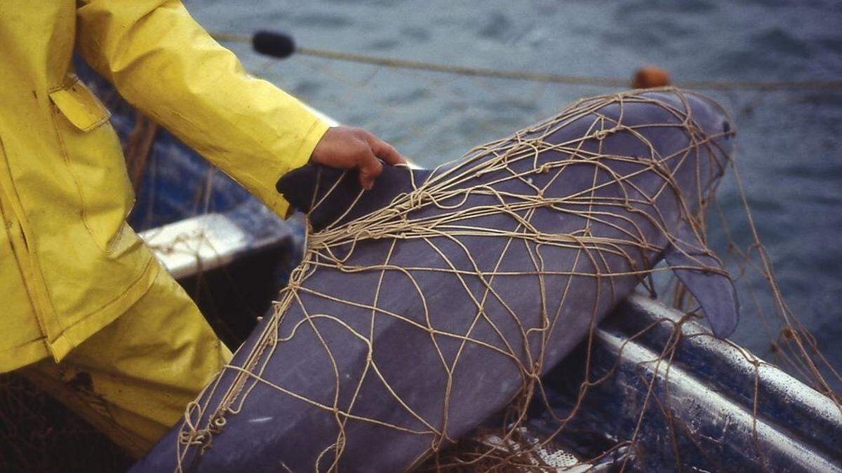 Ein Schweinswal hat sich in einem Fischernetz verfangen