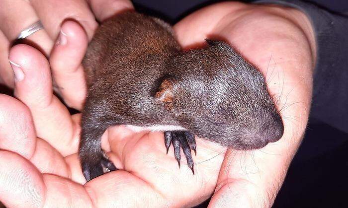 Ein Eichhörnchenbaby wurde vor dem Tod gerettet, eines starb