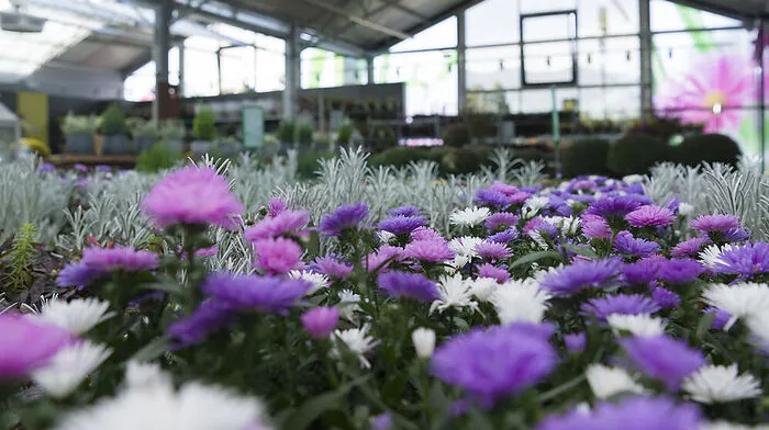 25.000 verschiedene Artikel gibt es bei Bellaflora 