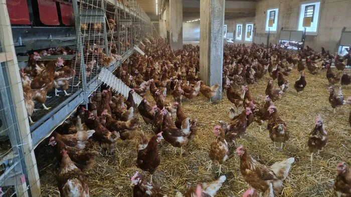 6700 Freilandhennen leben auf dem Hof von Nina Schweinzger