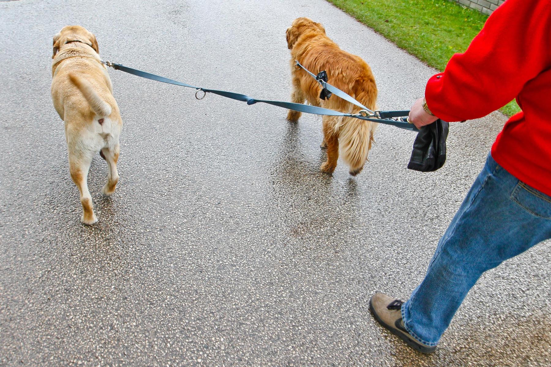 Leinenpflicht ignoriert : Hunderte Anzeigen gegen Hundebesitzer in Kärnten