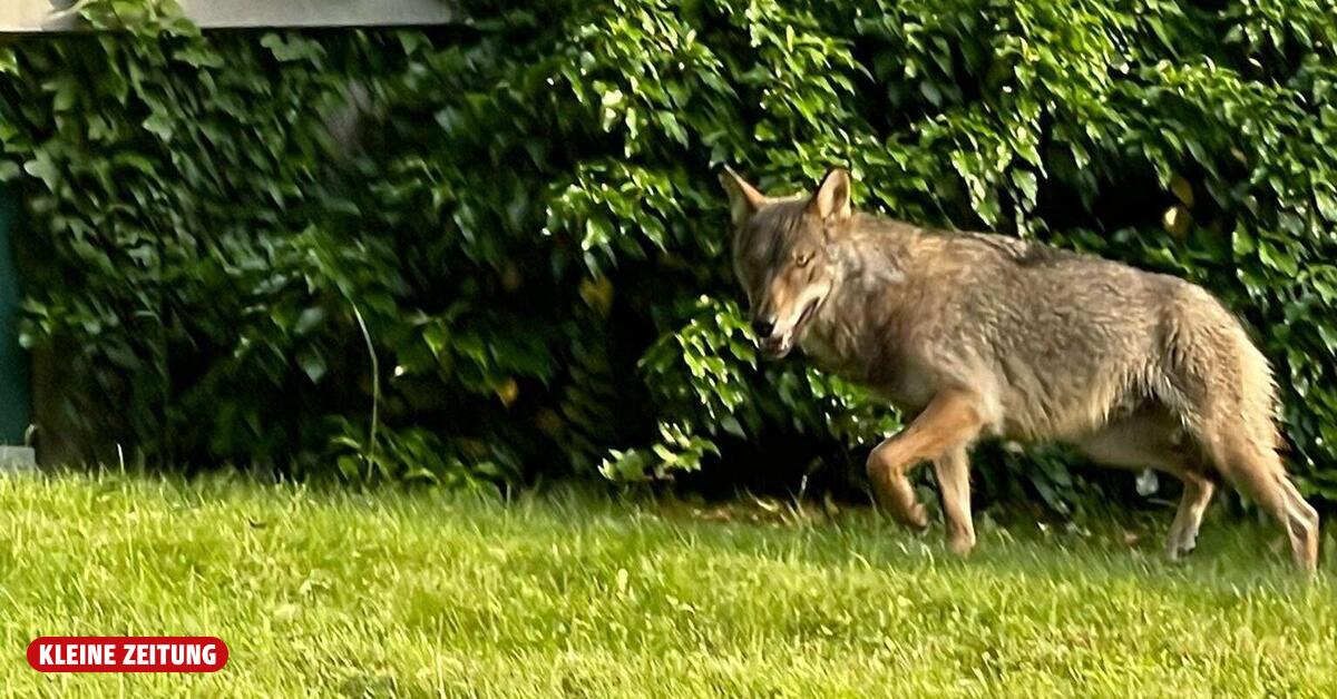 Wolf läuft in Kärnten am helllichten Tag an Wohnhäusern vorbei