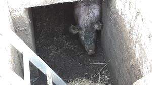 Fünf Schweine sorgten in Krennach für einen tierischen Feuerwehreinsatz.