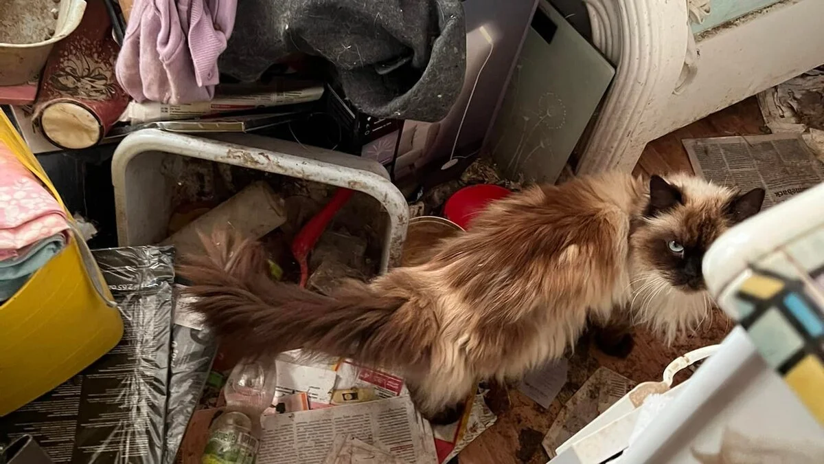 Nur eines der Tiere, welches im Murtal unter desolaten Bedingungen vorgefunden wurde.