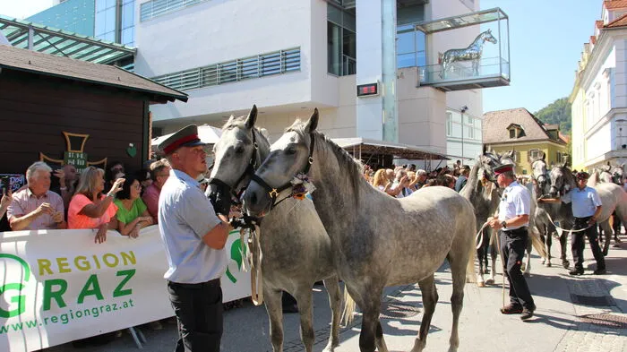 Tausende Besucher hießen am Samstag die Lipizzaner im Rahmen des traditionellen Almabtriebes von der Stubalm auf dem Weg ins Lipizzanergestüt Piber in der Köflacher Innenstadt Willkommen.
