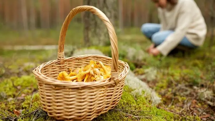 Ein Korb mit Eierschwammerln, im Hintergrund ist eine Frau, die Pilze im Wald klaubt | Derzeit füllt man in Kärnten kaum einen Korb mit Eierschwammerln