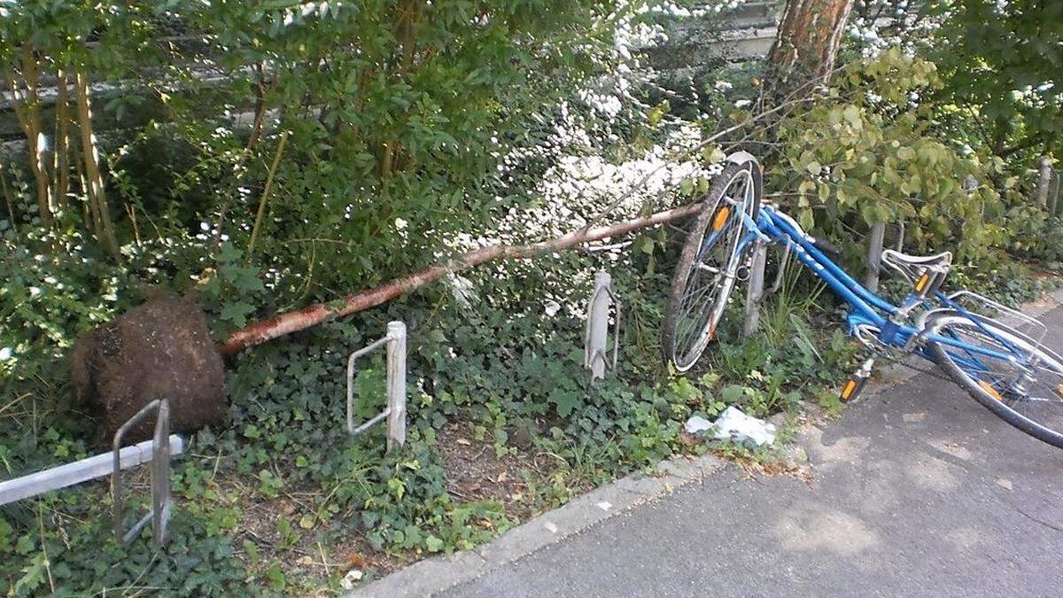 Der Baum gehörte zum Stadtparl - wem das Rad gehört, ist nicht bekannt