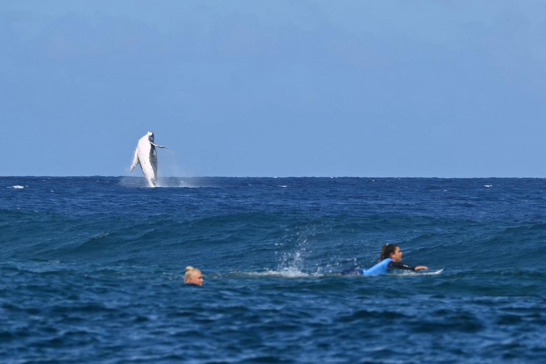 Nächstes legendäres Foto bei Olympia: Wal crasht Surfbewerb 