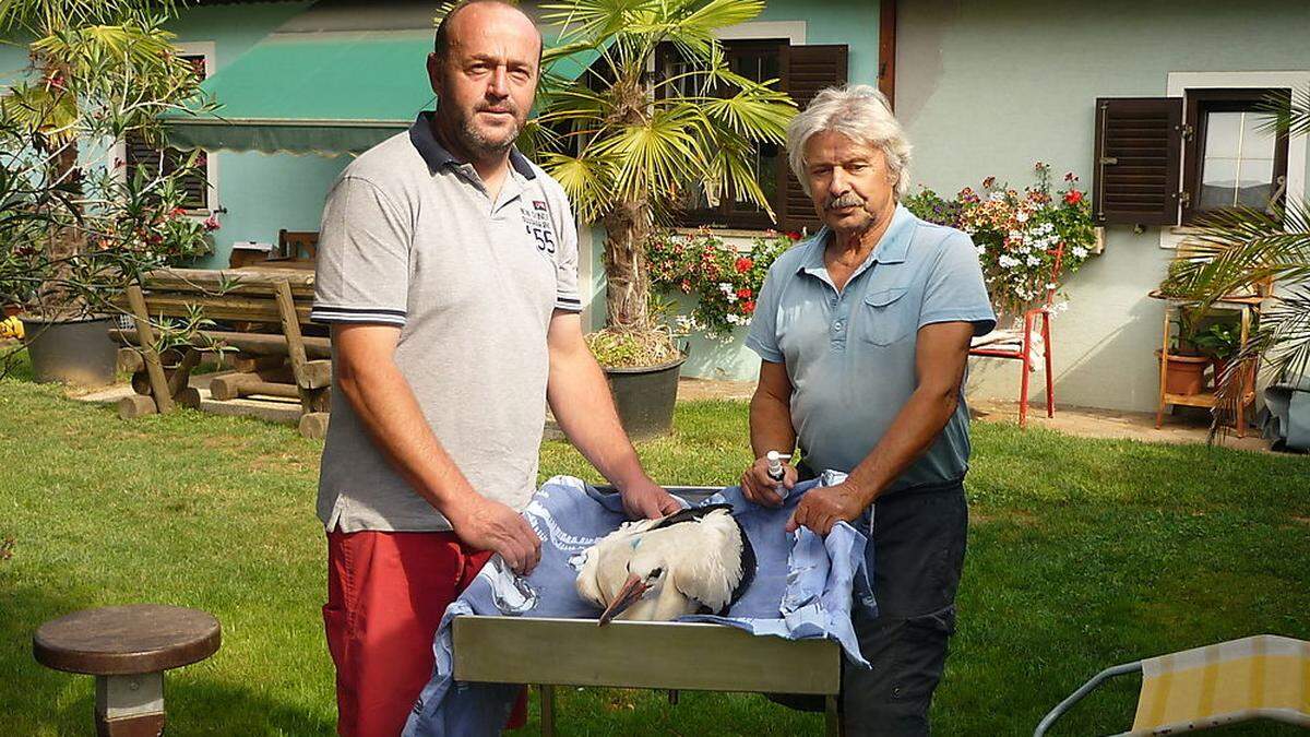 Werner Hagen brachte Storch Maxi zu Helmut Rosenthaler auf die Storchenstation Tillmitsch