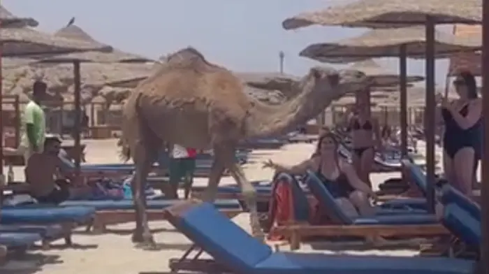In Ägypten mischte sich ein Kamel zwischen die Urlaubsgäste