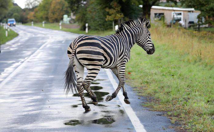 Ein ausgebüxtes Zebra