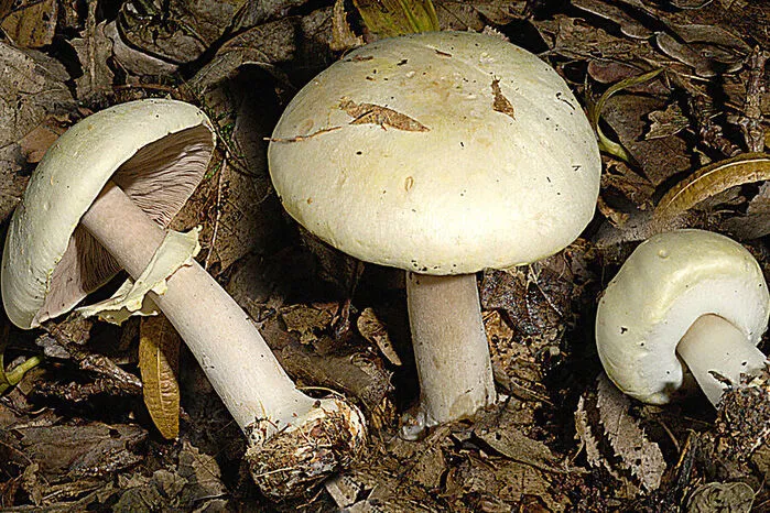 Das Anis-Champignon genießt einen guten Ruf als Speisepilz, ...
