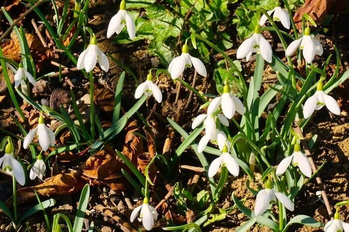 In Wildon gab es auch schon die ersten Schneeglöckhen zu bewundern
