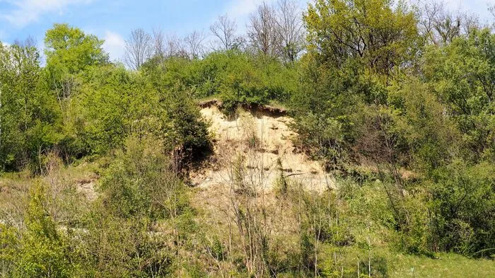Durch Lebensraumverlust verschwindet auch die Artenvielfalt. Für den Naturschutzbund ist oft der Kauf wertvoller Flächen der einzige Weg, diese auch nachhaltig schützen zu können. Ein besonderes Juwel unter den Grundstücken ist der Sandhang im Katzengraben in Spielfeld.