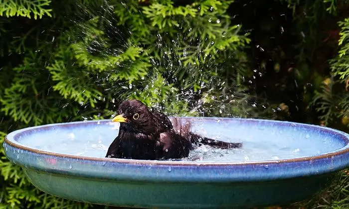 Erfrischung für Vögel und Bienen: Vogeltränke