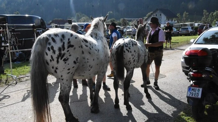Der Murauer Ort Schöder mit seinem Ruf als Pferdezuchtzentrum war am Samstag, 27. August, Treffpunkt Tausender Besucher: Der 112. Pferdemarkt war wieder ein besonderes gesellschaftliches Ereignis.