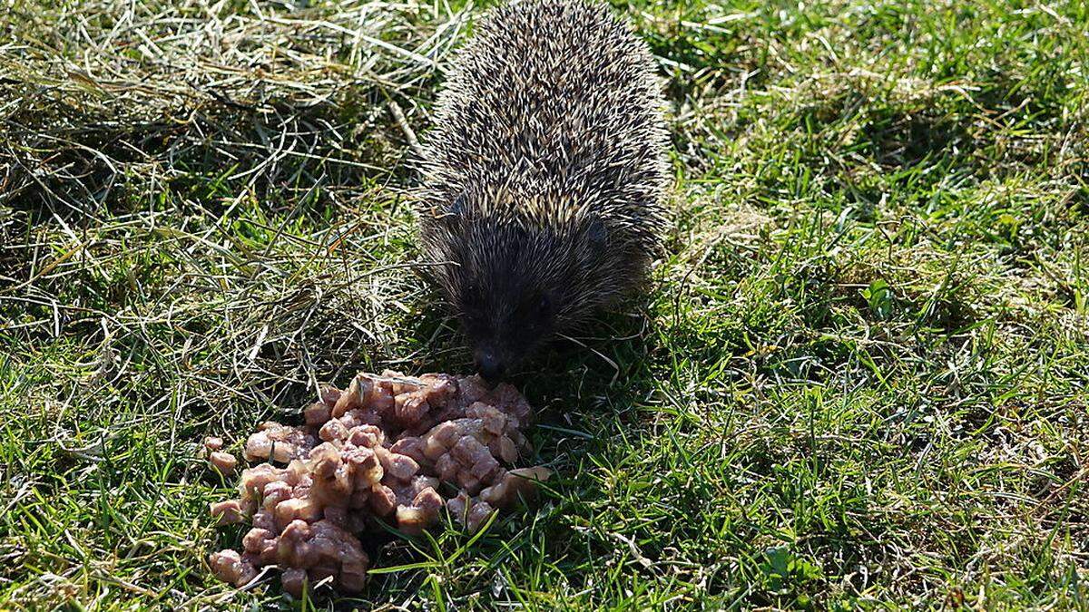 Trocken- wie auch Nassfutter für Katzen ist für Igel gut verträglich