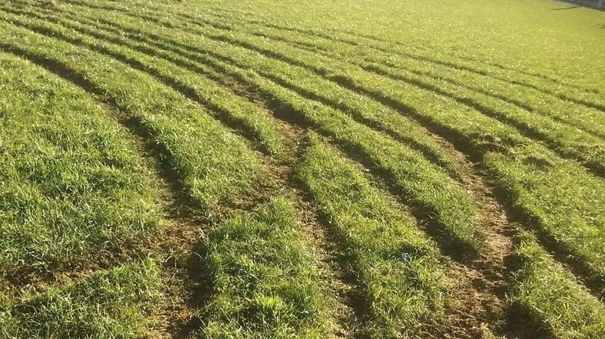 Tiefe Reifenspuren zeugen von dem Vandalenakt: Der Schaden beträgt laut Besitzer mehrere Hundert Euro