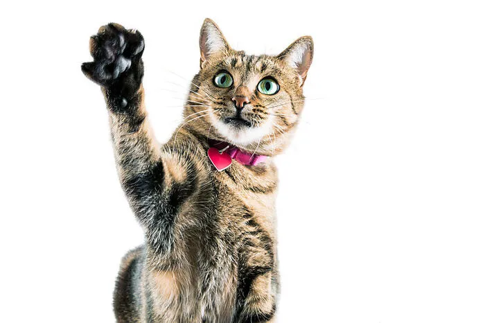 Aggressivität gegenüber Artgenossen. Die meisten Katzen sind keine Einzelgänger, aber trotzdem gibt es manchmal Streit mit tierischen Mitbewohnern. Das kann viele Gründe haben: körperliche Beschwerden, ein konkreter Vorfall, der das Gefüge in der Gruppe verändert hat, mangelnde Auslastung oder ein neuer Artgenosse, der zu schnell in die Gruppe integriert wurde. „Katzen sind Gewohnheitstiere und gewöhnen sich nur langsam an neue Gegebenheiten. Eine Vergesellschaftung braucht Geduld und Sachkenntnis“, sagt Schneider. Und natürlich muss der neue Partner vom Alter (keine Kitten zu erwachsenen Tieren), Geschlecht (am besten Kater zu Kater, Katze zu Katze) und Charakter zur angestammten Katze passen.