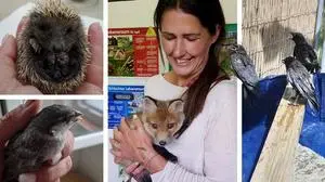 Eine Frau mit einem Fuchs in der Hand, daneben sind Igel und Vögel zu sehen | Das Herz von Yvonne Linder und Bärbel Meisnitzer schlägt für Tiere