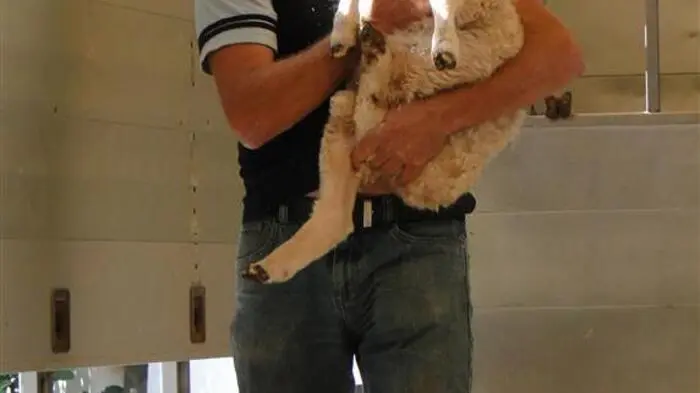 Jene 50 Schafe, die vor zwei Wochen beinahe geschächtet worden wären, wurden nun auch vor dem Schlachthaus gerettet. Die Tierfreundinnen Angelika Höller und Michaela Schaller und der Tierschutzverein „Purzel &amp; Vicky“ machten es möglich.