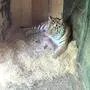 Tigermutter mit drei Babys