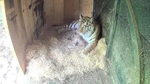 Tigermutter mit drei Babys
