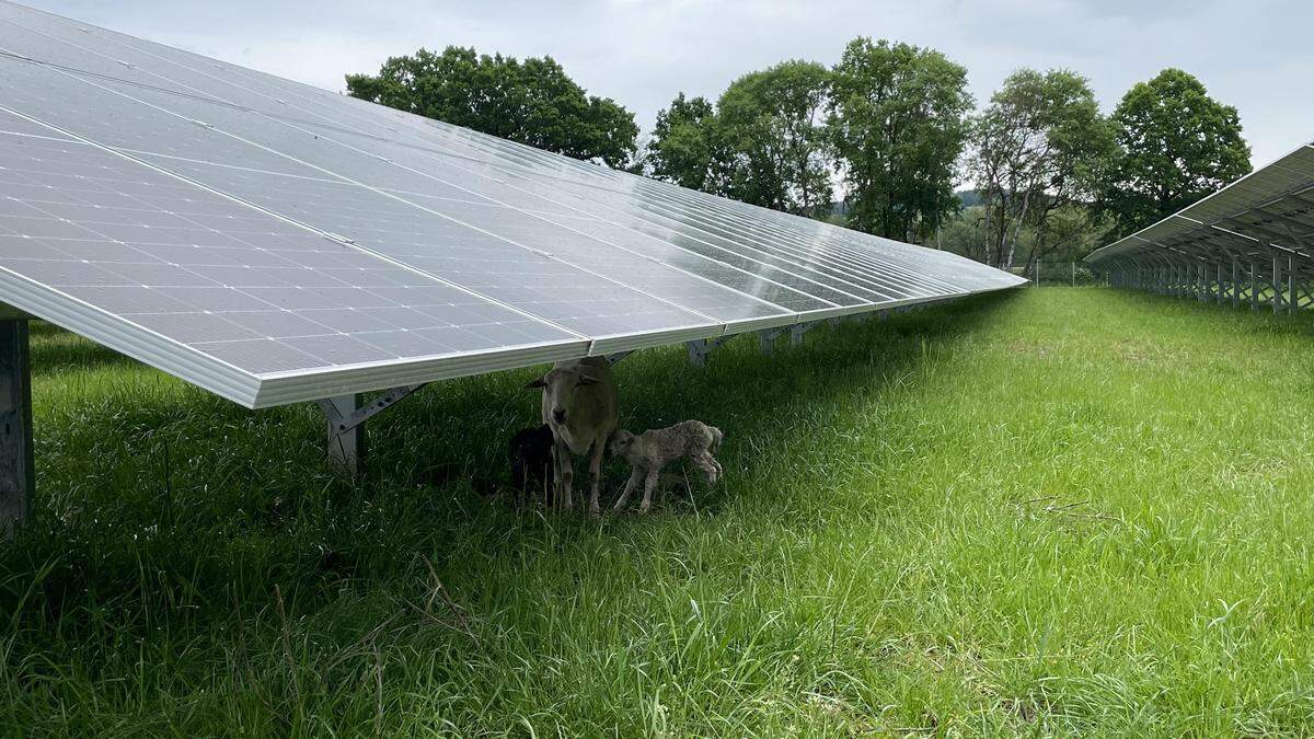 PV-Anlage in der Landwirtschaft