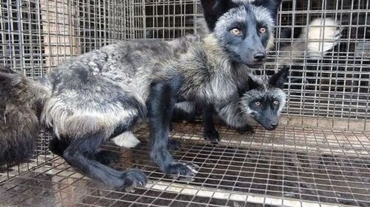 Norwegen will Pelztierfarmen bis 2025 vollständig verbieten