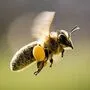 Weil die Ausgänge verschlossen waren, verendeten viele Bienen (Symbolfoto)