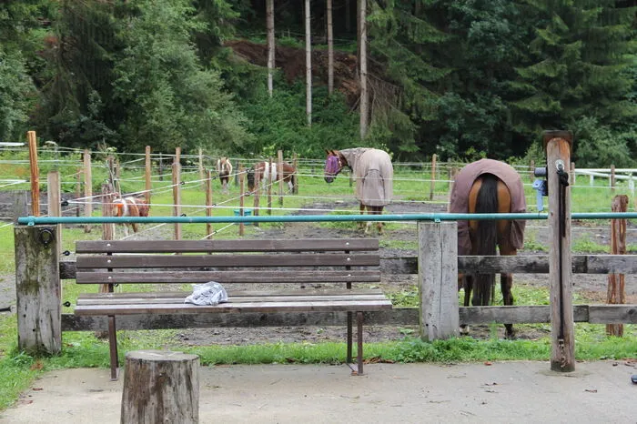 Vier Pferde und drei Ponys befinden sich am Pferdehof in Obdach.