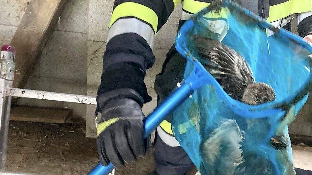 Die Feuerwehr Empersdorf befreite fünf Enten aus einer Güllegrube