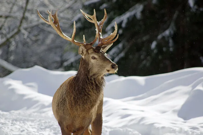 Nicht nur unzählige Menschen hatten mit den Schneemassen zu kämpfen, sondern auch Tiere. In Sölk etwa hat sich ein Hirsch deshalb eine Futterstelle zum Quartier gemacht.