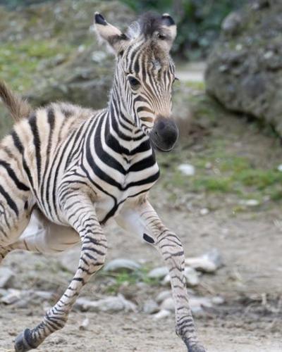 Vier Zebras flohen und hielten die US-Polizei auf Trab