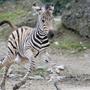 Vier Zebras flohen und hielten die US-Polizei auf Trab