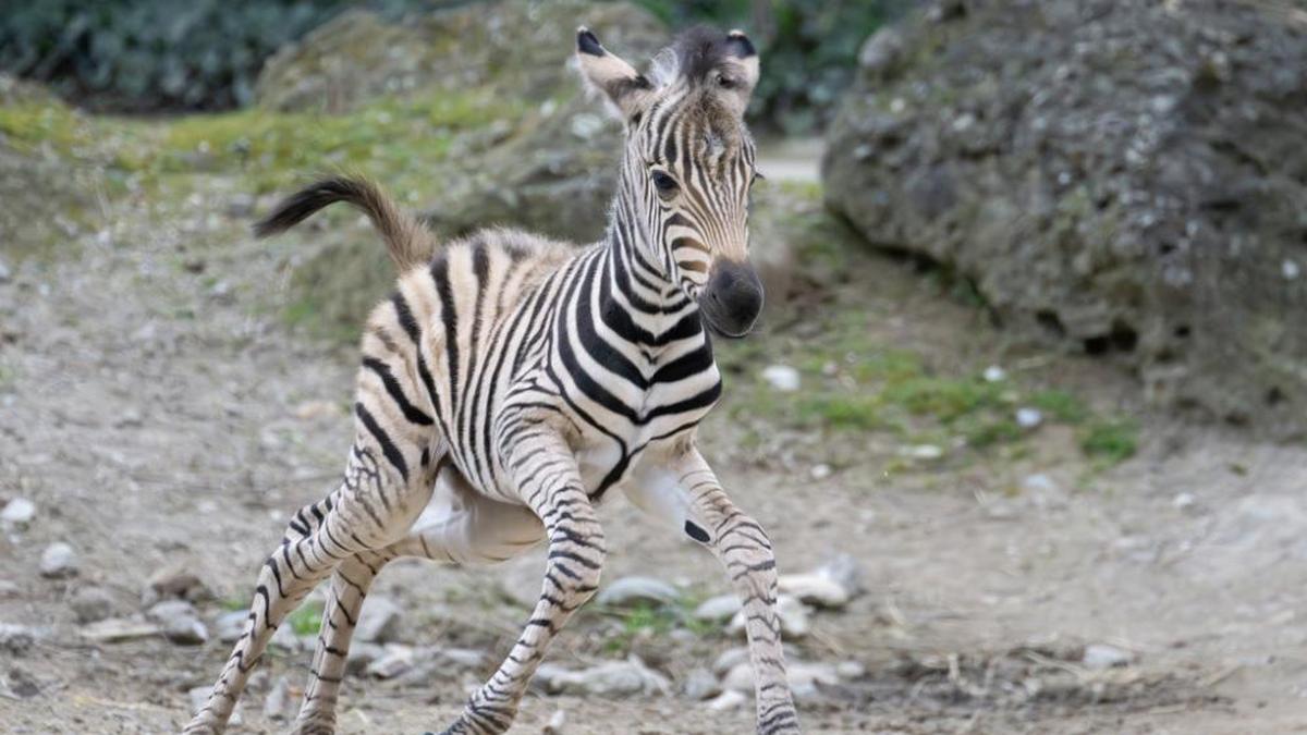 Vier Zebras flohen und hielten die US-Polizei auf Trab