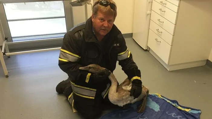 Die Feuerwehr rettete den Jungschwan