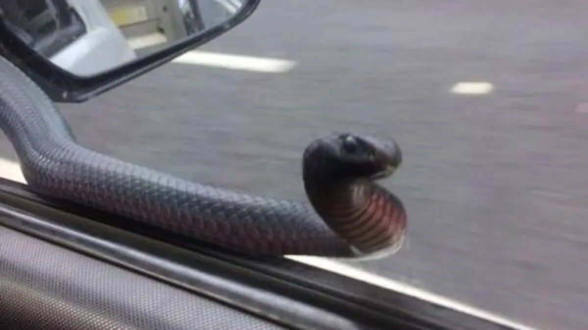 Die etwa zwei Meter lange Schlange kroch am Fenster entlang und wickelte sich um einen Rückspiegel