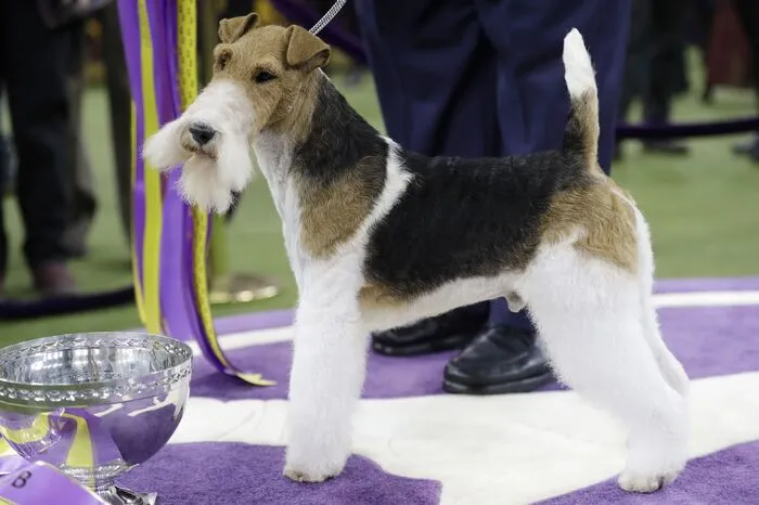 Die Westminster-Hundeshow fand in diesem Jahr bereits zum 143. Mal statt und gilt als älteste der Welt.