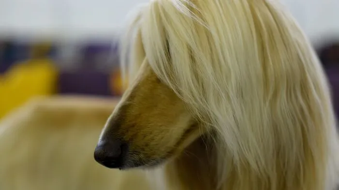 Vom Scheitel bis zur Sohle, hier muss alles passen. Die Westminster-Hundeshow in New York ist die Champions League der Hundewelt. Zum 141. Mal ...