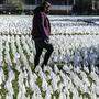 Unzählige weiße Flaggen als Gedenken an die Corona-Opfer in Washington