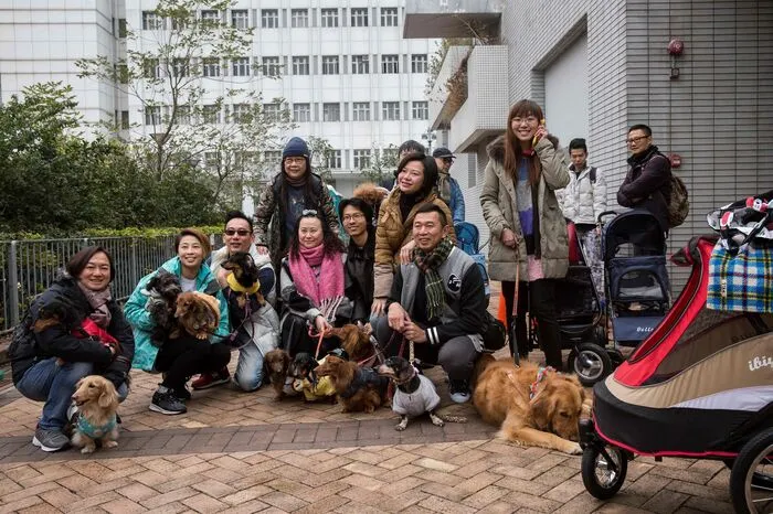 Die aufgeregten Hunde, im Englischen "dachshund" oder "sausage dog" genannt, bahnten sich an dem kühlen Morgen zusammen mit ihren Herrchen und Frauchen einen Weg durch das Stadtzentrum und nahmen unterwegs Fußgängerbrücken, Fischmärkte und Tempel am Straßenrand in Beschlag.