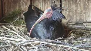 In Rosegg gibt es mehr als 30 Nester 