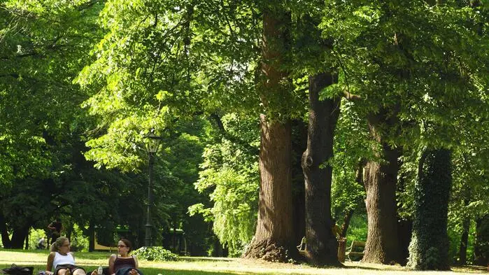Einer der vielen Bäume im Grazer Stadtpark fehlte im Juli 2016 plötzlich